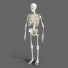 https://mito3dprint.nyc3.digitaloceanspaces.com/3dmodels/suggestions/category/human skeleton.jpg